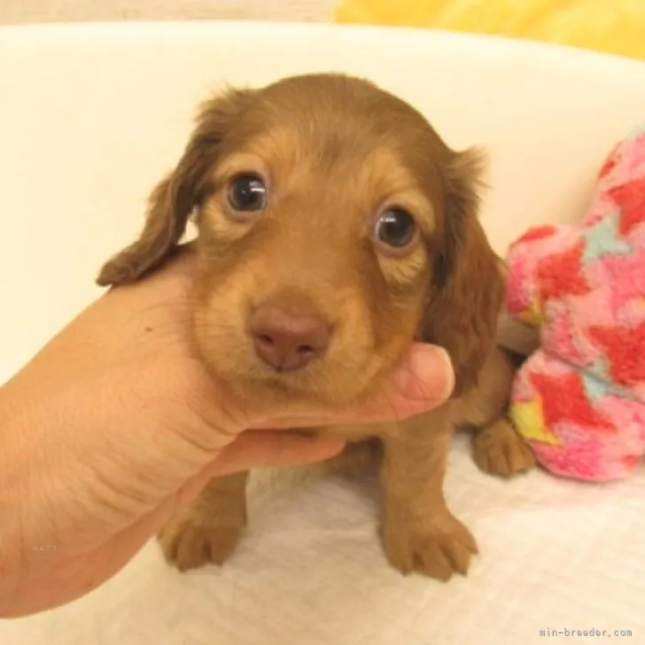 るなるな 様のお迎えした子犬