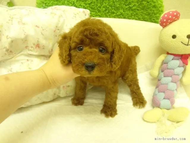 れおんママ 様のお迎えした子犬