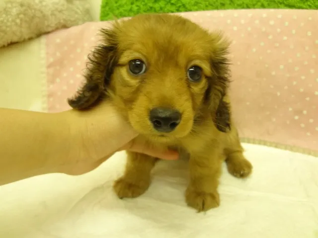 ID：1309-00774の子犬
