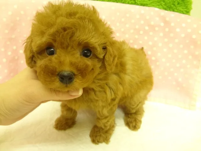 ID：1303-00174の子犬