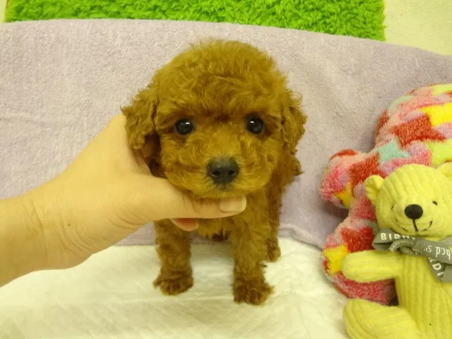 タカ 様のお迎えした子犬