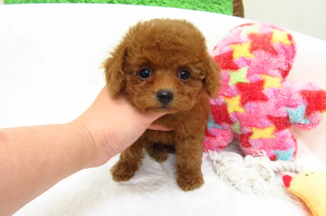 ちゃろママ 様のお迎えした子犬