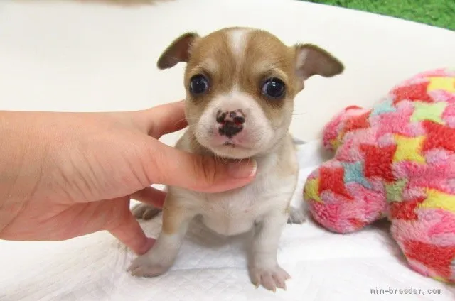 ID：1907-02404の子犬