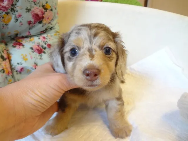 ここもも 様のお迎えした子犬