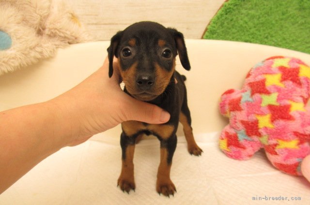 ミニチュアピンシャー 大阪府 女の子 21年11月29日 ブラック タン とても可愛い子 です 変性性脊髄症 Dm 発症なし みんなのブリーダー 子犬id 21