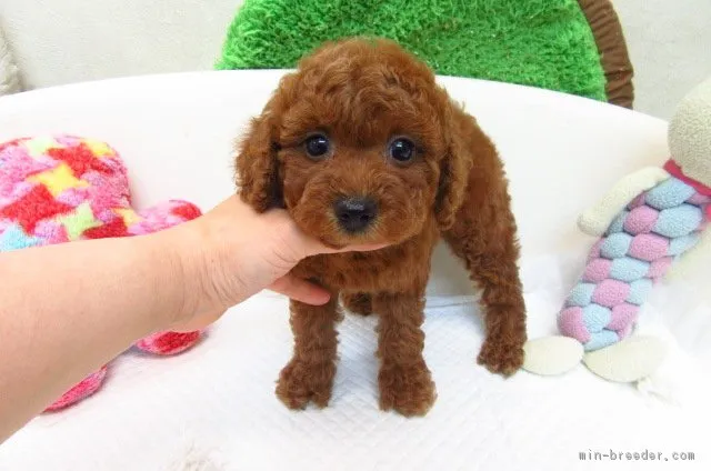パイン 様のお迎えした子犬