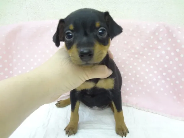 ID:1305-00919の子犬