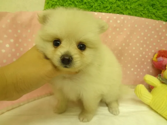 めいな 様のお迎えした子犬