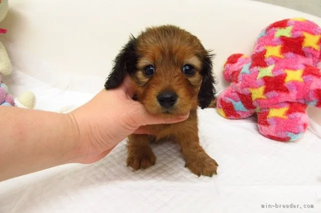 ID：1701-00063の子犬