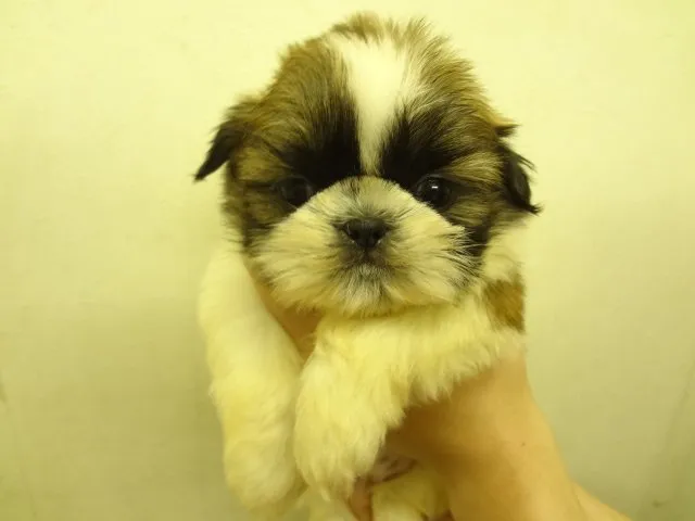 Kenny 様のお迎えした子犬