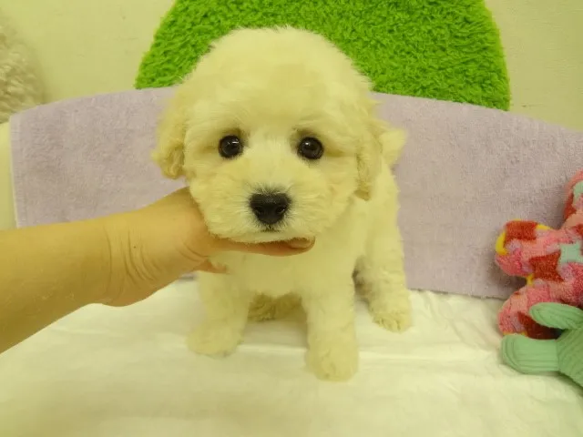 ID:1401-00092の子犬