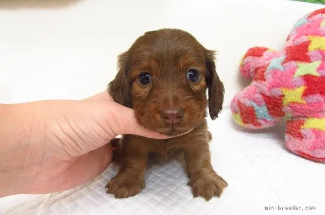 ID：1907-03144の子犬