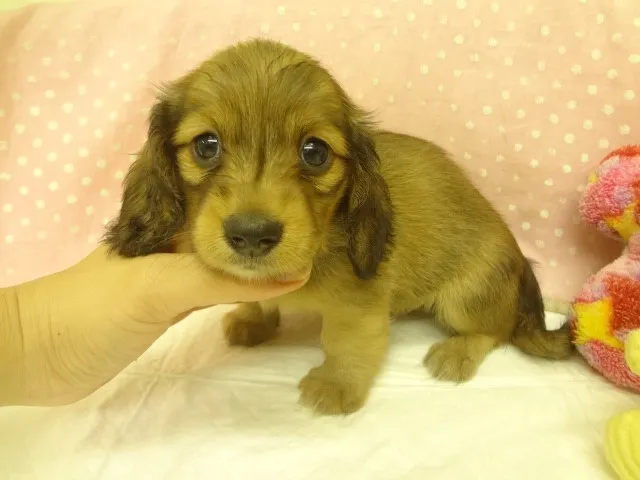 ひで 様のお迎えした子犬