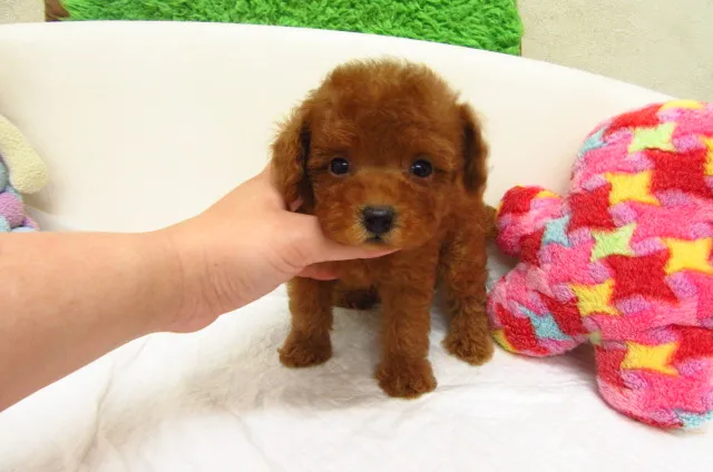 しば 様のお迎えした子犬