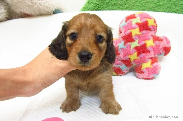 ID：1908-03300の子犬