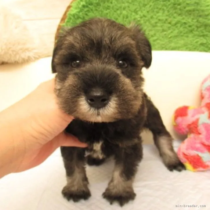 ID:2301-02564の子犬