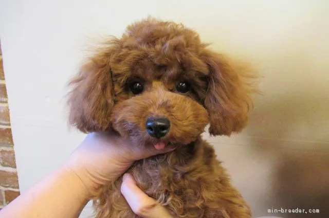 くろ 様のお迎えした子犬