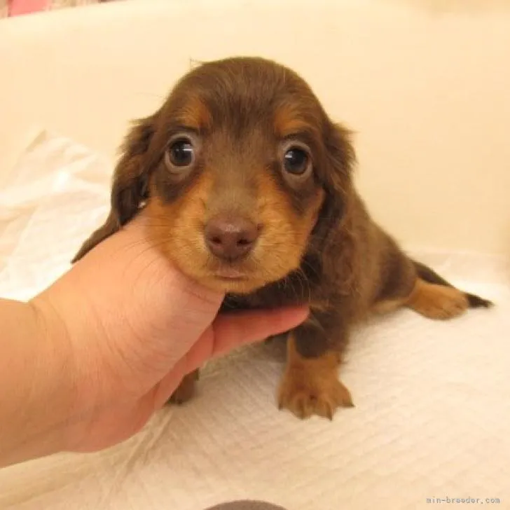 ID：2209-01916の子犬