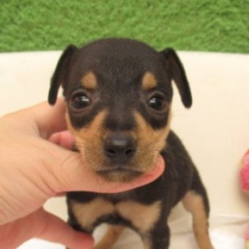 ミニチュアピンシャー【大阪府・男の子・2024年9月16日・ブラック&タン】の写真「変性性脊髄症（DM)発症なし。」