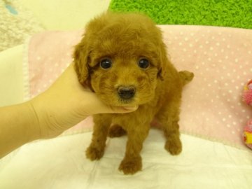 トイプードル(タイニー)【大阪府・女の子・2013年10月9日・アプリコット】の写真「ＰＲＡ発症しません。」
