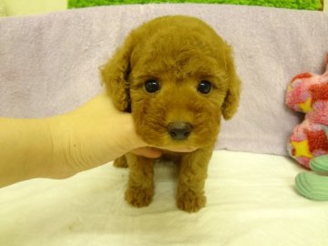 トイプードル(タイニー)【大阪府・女の子・2013年12月30日・アプリコット】の写真「ＰＲＡ発症しません。」
