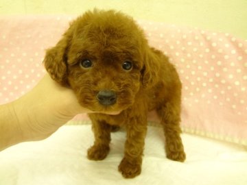 トイプードル(トイ)【大阪府・女の子・2012年12月8日・レッド】の写真「」