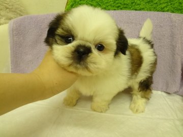 シーズー【大阪府・男の子・2013年12月17日・ホワイト&ゴールド】の写真「★父:チャンピオン、母チャンピオン直娘、優良血統★」