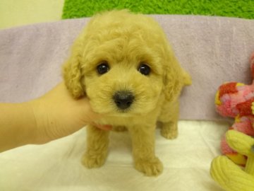 トイプードル(タイニー)【大阪府・男の子・2013年12月21日・クリーム】の写真「ＰＲＡ発症しません。」