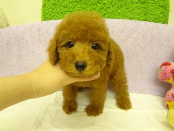 トイプードル(タイニー)【大阪府・男の子・2013年10月27日・レッド】の写真「ＰＲＡ発症しません。」