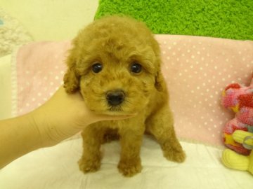 トイプードル(タイニー)【大阪府・男の子・2013年10月9日・アプリコット】の写真「ＰＲＡ発症しません。」