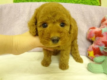 トイプードル(タイニー)【大阪府・女の子・2013年12月30日・アプリコット】の写真「ＰＲＡ発症しません。」