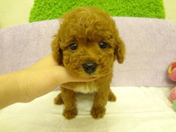 トイプードル(タイニー)【大阪府・男の子・2013年11月20日・レッド】の写真「ＰＲＡ発症しません。」