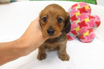 カニンヘンダックスフンド(ロング)【大阪府・女の子・2019年7月27日・レッド】の写真「ＰＲＡ発症しません。」