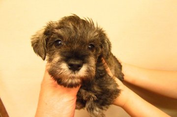 ミニチュアシュナウザー【大阪府・男の子・2017年10月15日・ソルト&ペッパー】の写真「★日に日に可愛くなってきています。★」
