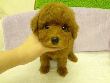 トイプードル(タイニー)【大阪府・男の子・2013年12月13日・アプリコット】の写真「ＰＲＡ発症しません。タイニー～トイサイズ予想。」