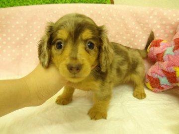 ミニチュアダックスフンド(ロング)【大阪府・女の子・2013年10月7日・チョコレート&タン、ダップル】の写真「ＰＲＡは発症しません。小ぶりで可愛いです。」