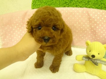トイプードル(トイ)【大阪府・男の子・2013年4月27日・レッド】の写真「」