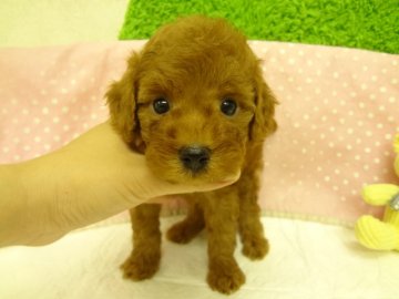 トイプードル(トイ)【大阪府・男の子・2013年4月29日・レッド】の写真「」