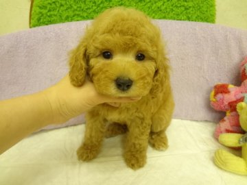 トイプードル(タイニー)【大阪府・男の子・2013年12月15日・アプリコット】の写真「ＰＲＡ発症しません。タイニー～トイサイズ予想。」