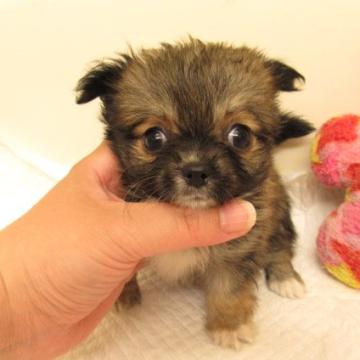 チワワ(ロング)【大阪府・女の子・2022年6月22日・レッド&ホワイト】の写真「★PRA発症しません★夏特価で販売しております★」