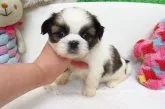 シーズー【大阪府・女の子・2017年5月11日・ホワイト&ゴールド】の写真2