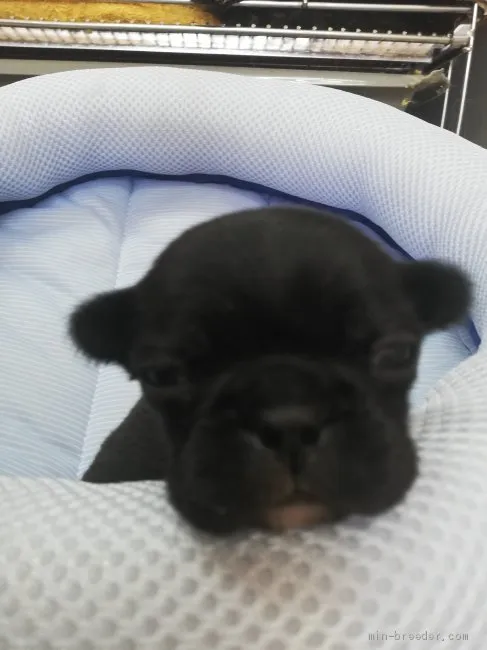 ID:2105-00479の子犬