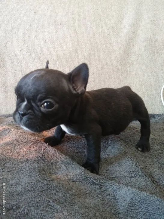 ID:1901-01865の子犬