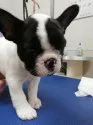 フレンチブルドッグ【栃木県・女の子・2020年3月10日・パイド】の写真1「3/19撮影」