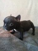 フレンチブルドッグ【栃木県・女の子・2019年1月10日・ブリンドル】の写真1「2/21撮影しました、」