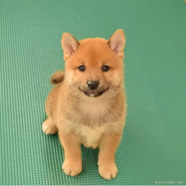 ID:2507-09248の子犬