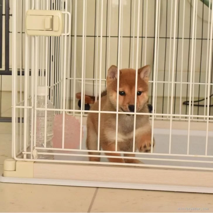 N.S 様のお迎えした子犬