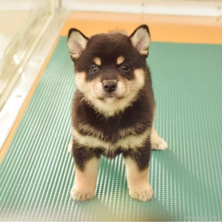 M.S 様のお迎えした子犬