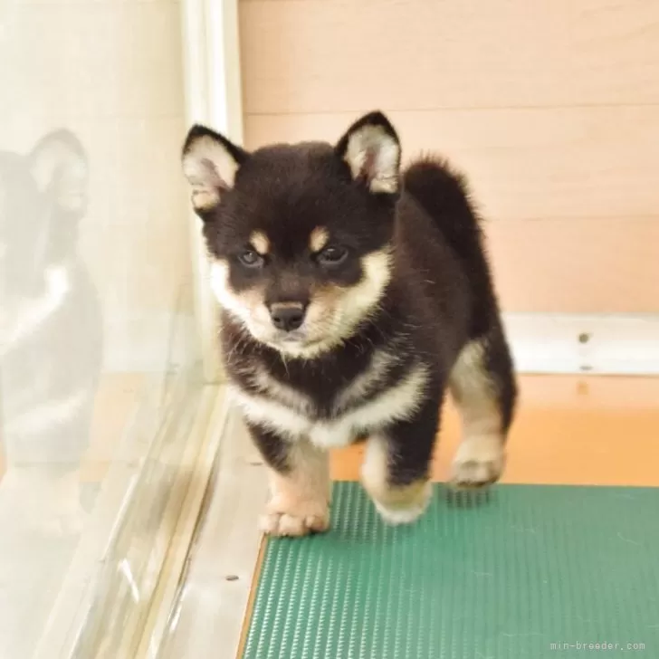豆柴【千葉県・男の子・2025年4月11日・黒】の写真1「コントラストが綺麗な毛色の子です♪」