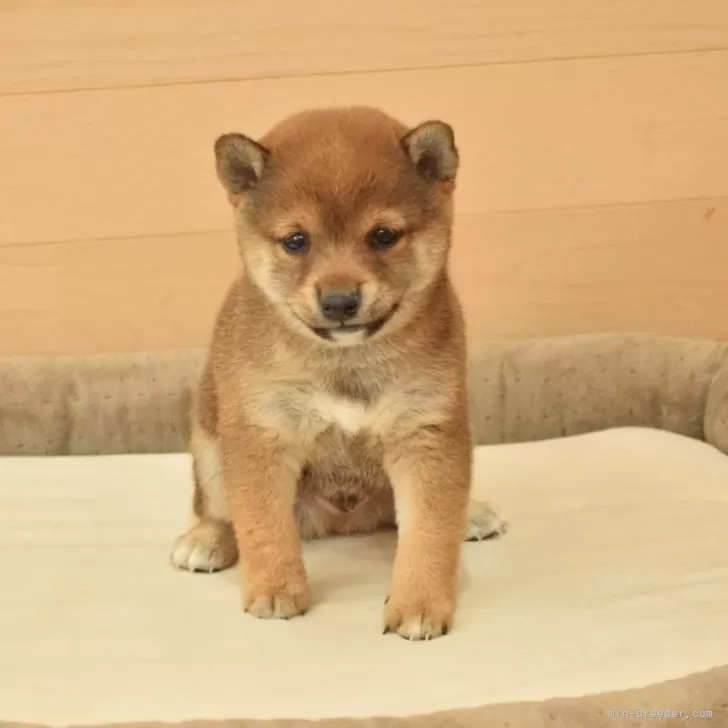 豆柴【千葉県・男の子・2025年11月1日・赤】の写真1「小柄で愛嬌いっぱいの笑顔がとても可愛い子♪」